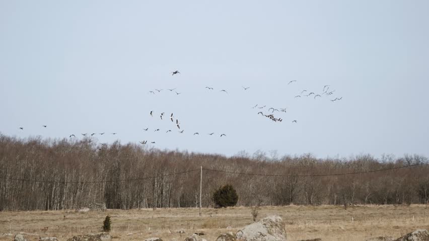 Large group of cranes flies across an open area with trees in the background during springtime.
