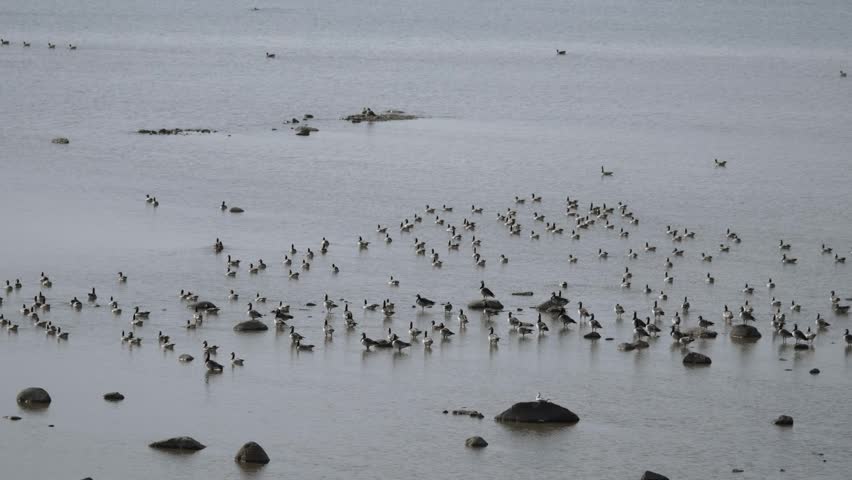 Flock of birds stands on rocks in water at a coastal area early in the morning with calm surroundings.
