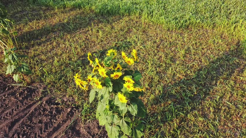 Single blooming sunflower with numerous flowers on an agricultural field in sunny morning, aerial view while circular panning
