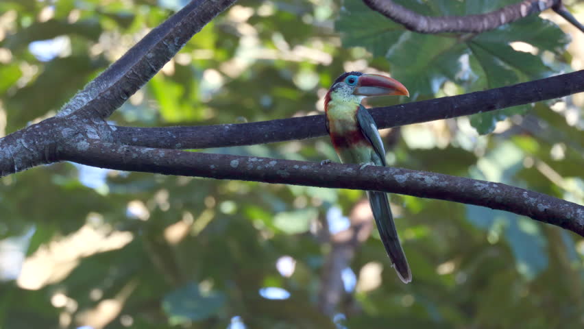Bird wild colorful tropical exotic Curl-crested Aracari toucan in rainforest jungle long beak4