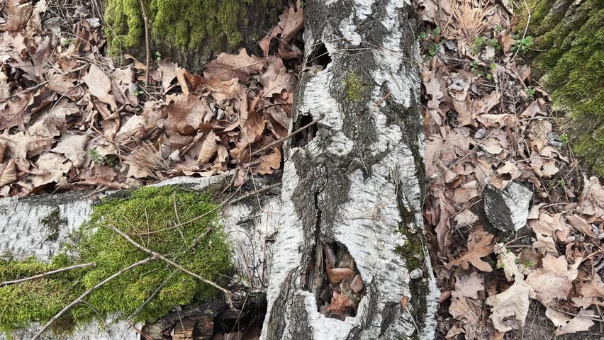 Pieces of the bark and decayed trunk of old fallen birch overgrown with moss lying on a ground, covered with last year