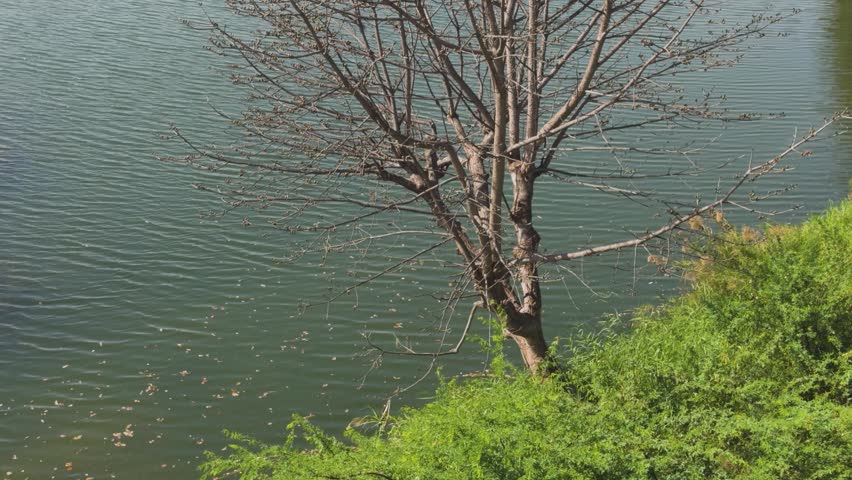 A palash tree or flame of the forest during spring season with a river flowing in background