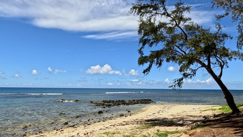 Pine tree casts shade on a volcanic beach, with clear blue ocean waters