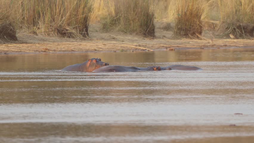 A hippopotamus (Hippopotamus amphibius) yawns widely in a river while another wallows nearby in Kruger National Park, South Africa. Slow motion wildlife footage, warm light.