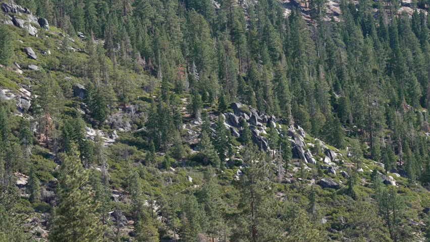 Scenic High Sierra Forest Landscape with Granite Boulder Field