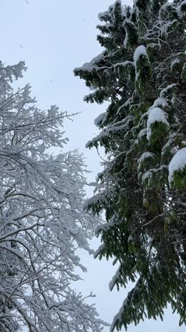 Serene winter landscape coniferous trees heavily covered in fresh snow snowy environment
