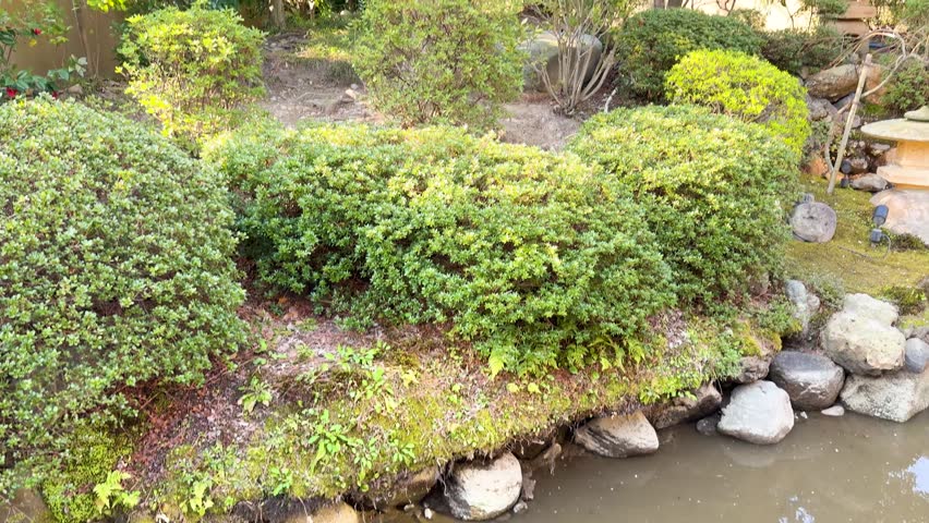 Japanese garden, tranquil pond, pruned trees, beautiful landscape.