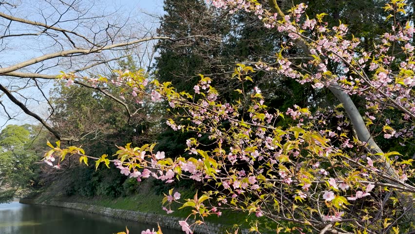 Spring blossoms, gentle breeze, water, nature, peaceful scene.