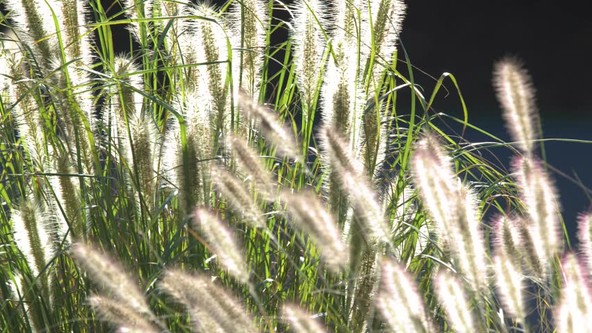 Green foxtail grass in motion with sun light and dark background.