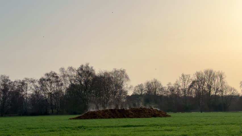 Steaming manure pile on a green farm field, organic fertilizer composting during a hazy sunrise or sunset.