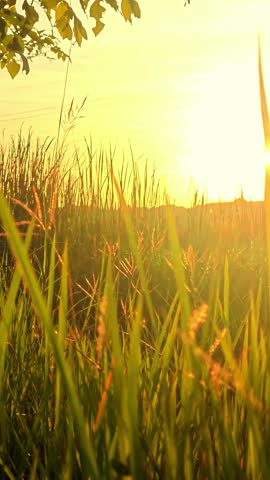 Sunset Light over Grass Field