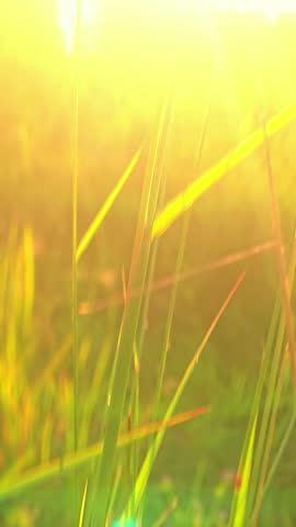Sunset Light over Grass Field