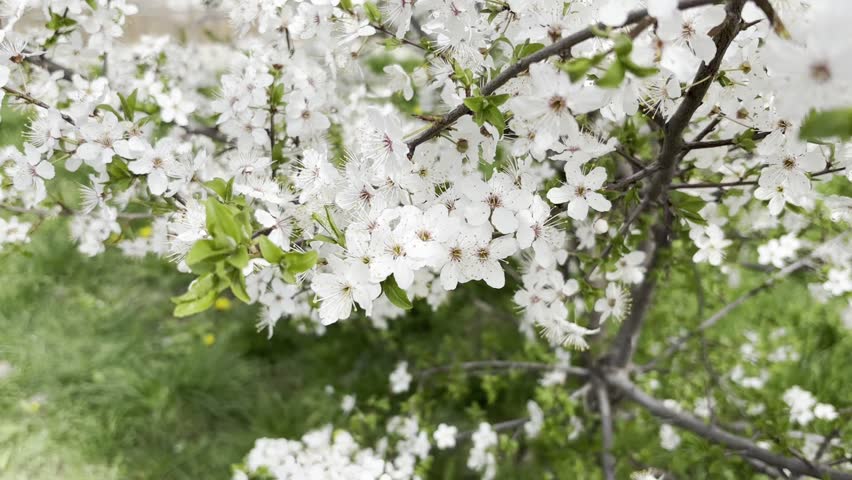 Fruit tree blooming with white flowers
