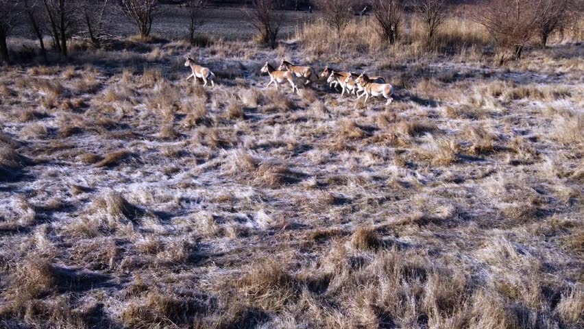 Aerial photography; against the backdrop of a winter landscape, a group of Onagers (Equus hemionus) runs along the bed of a dry river.