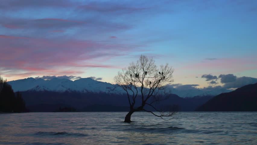 Famous Wanaka willow tree located at the southern end of Lake Wānaka Otago region of New Zealand winter sunset golden hour nature landscape That Wānaka Tree birds perched on branches windy water