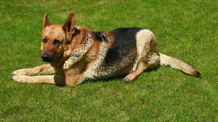 German shepherd dog lying on green grass in the backyard, resting in the sun. Calm and relaxed animal, natural outdoor setting, domestic pet resting on a sunny day, peaceful moment