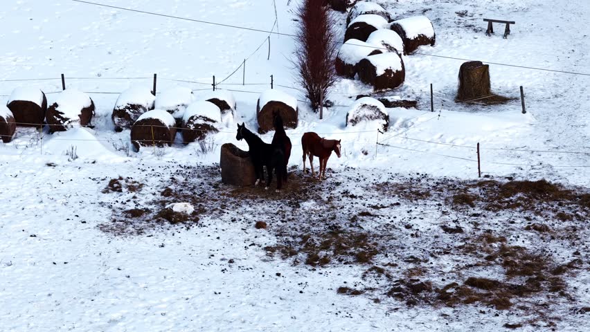 Horses standing near hay bales in snow-covered pasture during cold winter