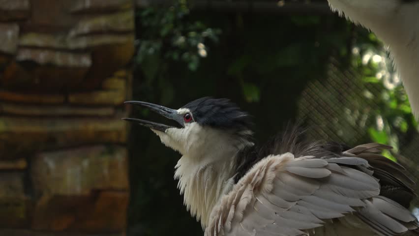 A pair of Black-Crowned Night Herons (Nycticorax nycticorax) interact closely inside a zoo enclosure — one bird calls with open bill and ruffled feathers while the second preens attentively beside a tree trunk. Their distinctive red eyes, dark blue-black caps, white chest plumage, and contrasting wing feathers are clearly visible against a lush green foliage and mesh enclosure background.