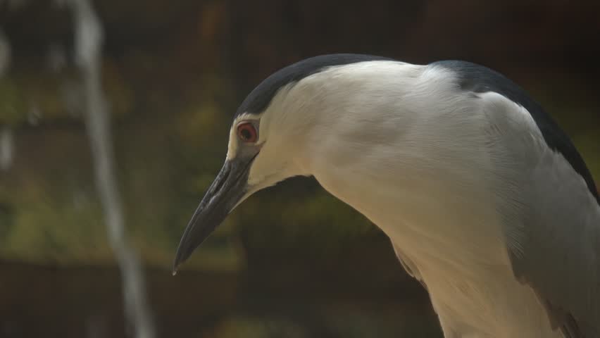 A Black-Crowned Night Heron (Nycticorax nycticorax) with striking red eyes and dark cap perches alertly inside a zoo enclosure, its white chest and dark blue-black plumage sharply contrasting against a blurred waterfall background.