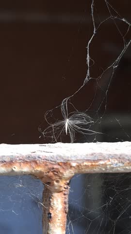 Macro close-up photograph of a delicate dandelion seed entangled in a spider web attached to rusted metal. The fine white filaments of the seed contrast with the intricate strands of the web and the rough, corroded surface, creating a striking visual juxtaposition between fragility and decay. Dark blurred background enhances focus on the seed and web, emphasizing texture and conceptual detail.