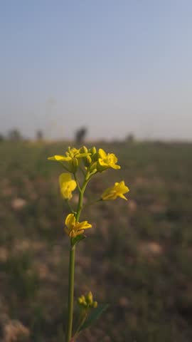 A mustard plant in full bloom, showcasing vibrant yellow flowers against a blurred rural agricultural background. The soft hazy sky and natural light create a serene atmosphere, highlighting the delicate details of the blossoms. Perfect for themes of agriculture, nature, rural landscapes, and seasonal growth.