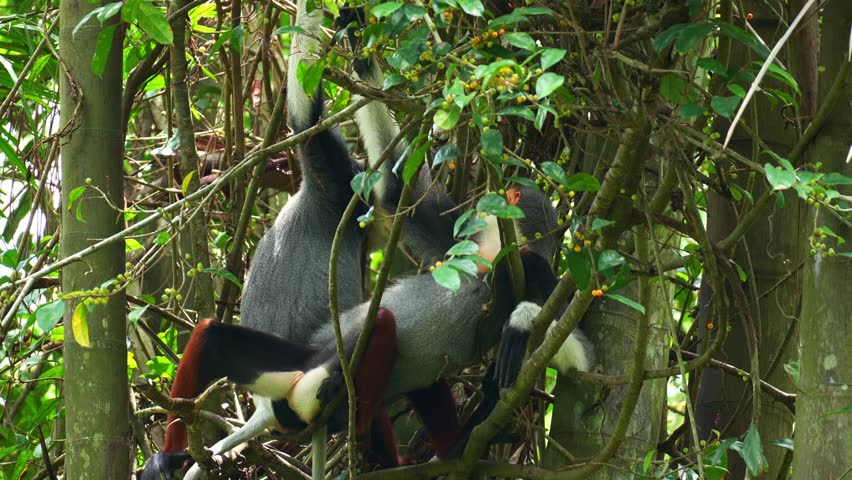 Two playful red-shanked douc langurs sit on a tree branch amidst the lush environment, close up shot.
