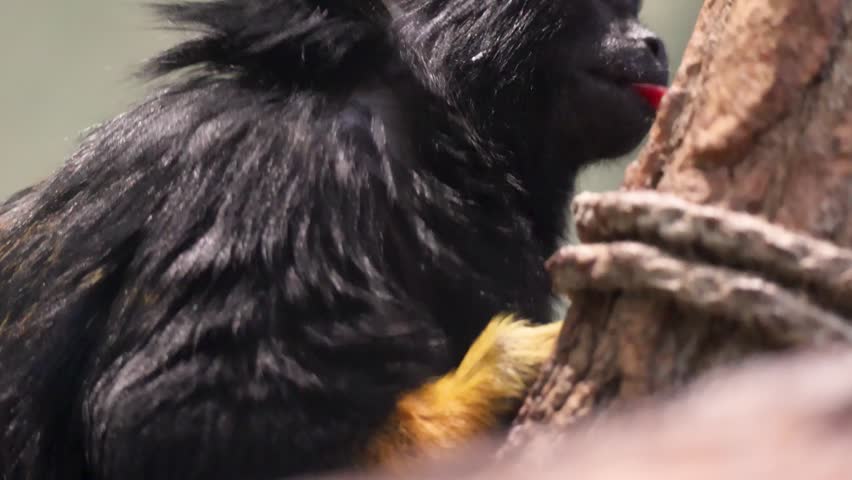 Close up portrait of a Red-handed tamarin, Saguinus midas, also known as the golden-handed tamarin, eating fruit (Портрет червонорукого тамарина