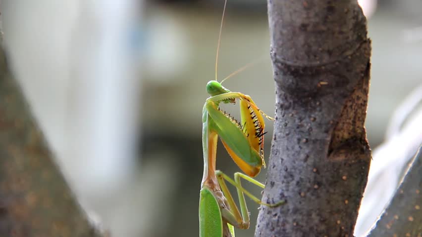 Green praying mantis crawling on a tree branch