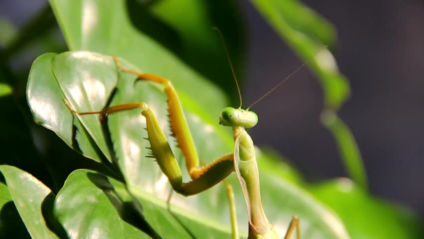 Green praying mantis perched on a leaf