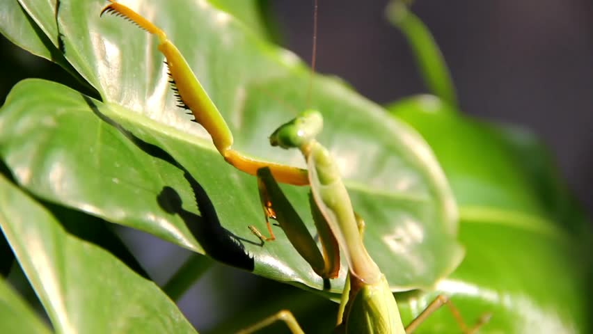 Green praying mantis perched on a leaf