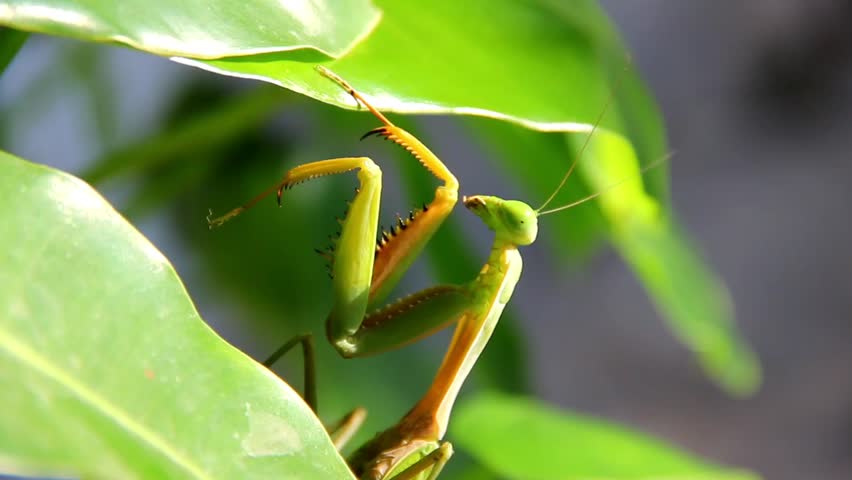 Green praying mantis perched on a leaf