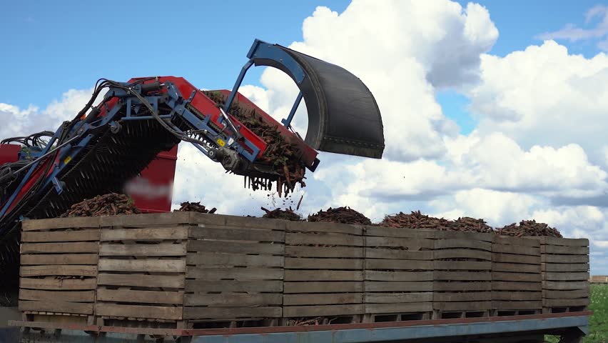 Carrot Harvester Loading Fresh Organic Carrots into Wooden Crates on Tractor Trailer. Slow motion footage of a modern carrot harvester’s conveyor arm precisely loading freshly harvested organic carrots into large wooden crates on a tractor trailer. A beautiful sunny day scene of healthy food production, featuring vibrant blue and red machinery against a cloudy blue sky. Modern organic food production and agribusiness logistics.