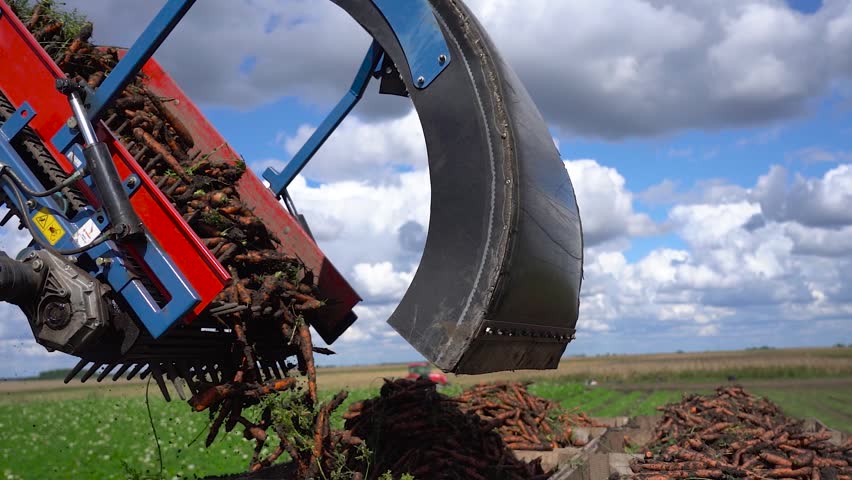 Telephoto View of Organic Carrots Being Loaded into Crates by Harvester in Slow Motion. A slightly wider telephoto shot showing the efficient process of loading fresh organic carrots into large wooden crates. The video captures the carrots falling from the harvester