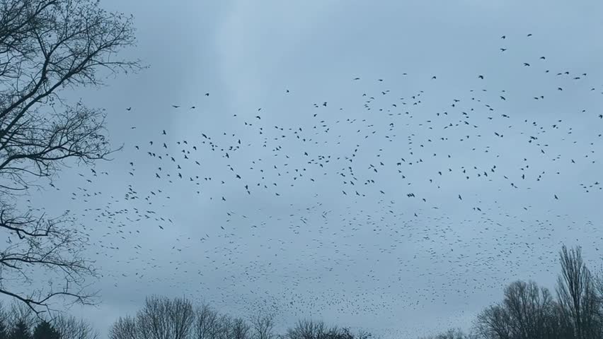 Crow flock circling high above naked branches. crows silhouettes crossing dull sky. Rapid crow movement shapes dynamic pattern in chilly landscape, wild bird scene, atmospheric natural background.