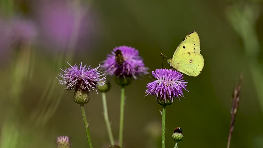 Striking clouded yellow butterfly perched on vibrant purple thistle bloom