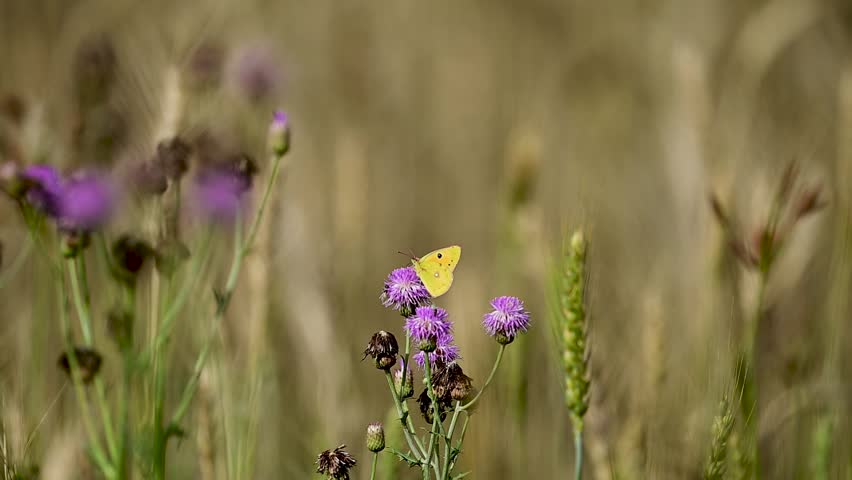 Delicate proboscis feeding captured on textured spiky flower surface