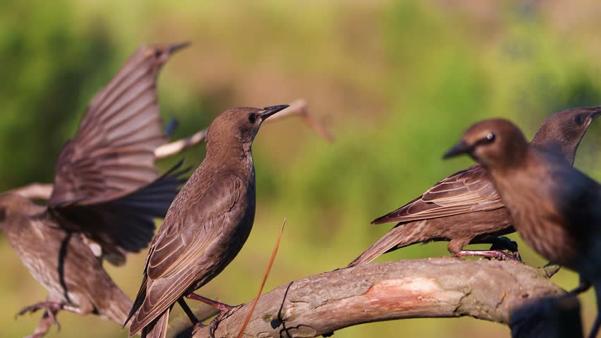 Close Up of a Young Starling Preening its Feathers on a Tree Branch