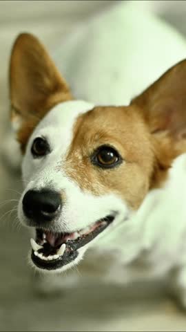 Jack Russell Terrier barking, dog showing teeth and playful energy, small white and brown dog, lively expression, happy pet, active animal, closeup, indoor setting, cheerful dog. vertical