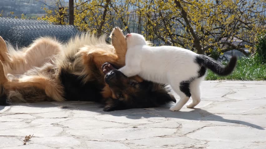 Playful funny cat and dog play together outdoors in yard. Shepherd dog and cat gently interact and play with paws. Harmony of dog and cat. Love and friendship of pets. Pet communication.