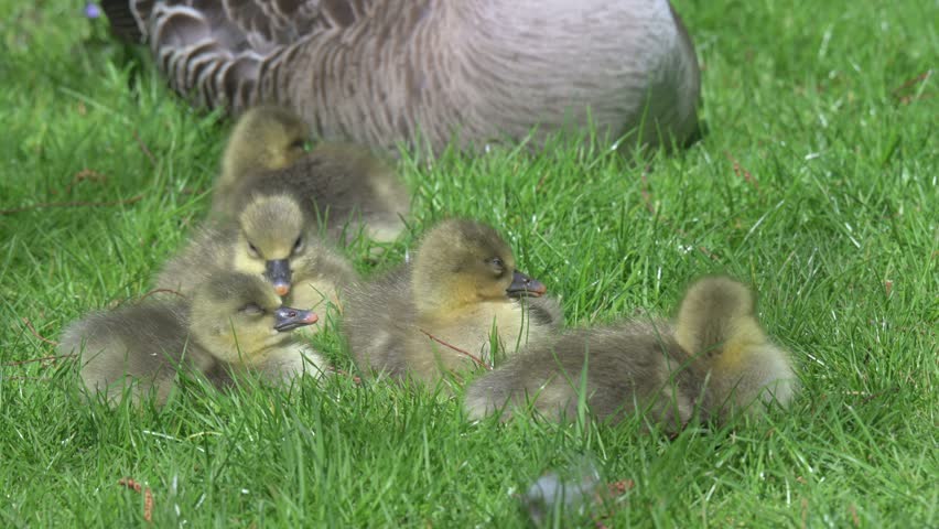 Greylag Goose (Anser anser) young goslings falling asleep on a lawn by a parent. April, Kent, UK [Half speed]
