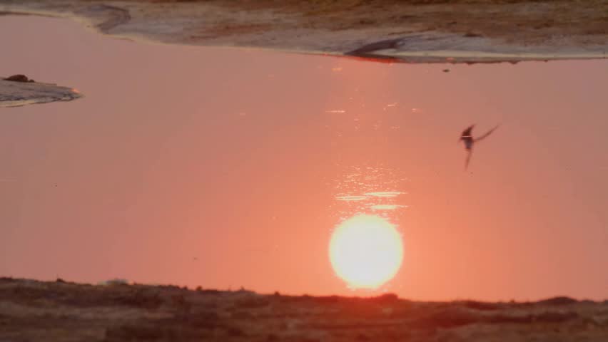 The bright orange sun reflects perfectly on the surface of a still waterhole at dusk. Small birds glide low over the water, creating a serene and picturesque scene in the heart of the wilderness.