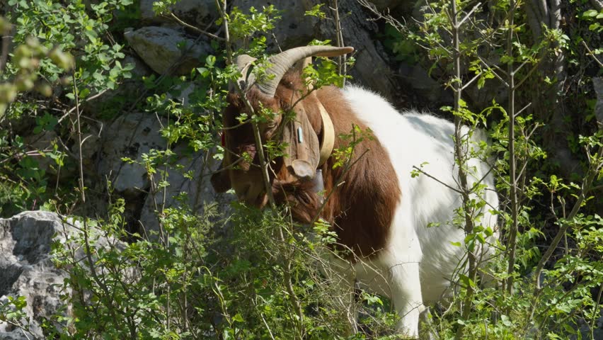 Close-up of a Croatian spotted goat grazing leaves from a bush in Dalmatinska Zagora near Kastela, Croatia