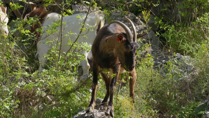 Croatian spotted goat grazing leaves from a bush in Dalmatinska Zagora near Kastela, Croatia