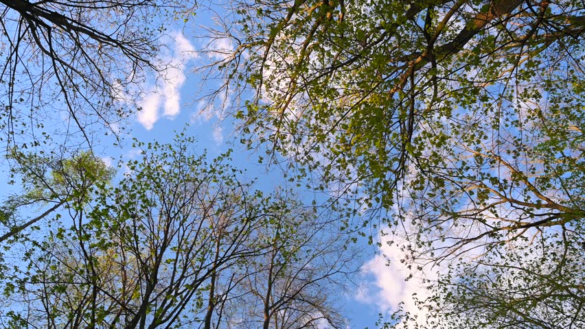 Spring, mixed forest, various tree species, upward view of the tree crowns, camera rotation, oak (Quercus), hornbeam (Carpinus betulus L.)