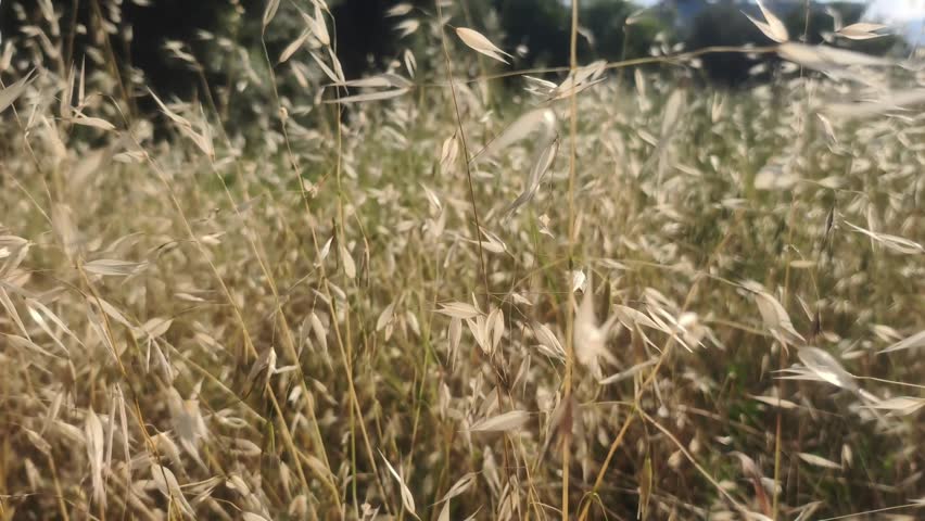 Field of tall dry grass moving gently in the wind under a bright blue sky. Natural outdoor landscape with soft sunlight, peaceful summer atmosphere, freedom and tranquility.