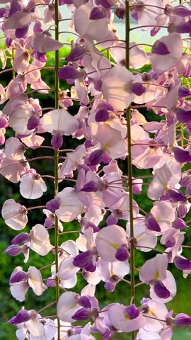 Close-up of purple wisteria flowers with warm sunset backlighting against a blurred background