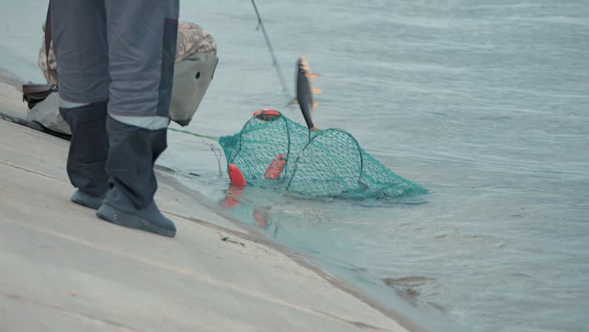 Fisherman on a concrete bank pulls a fish from the water. A green keepnet floats nearby. This outdoor activity scene has muted colors, natural light, and a calm, patient atmosphere