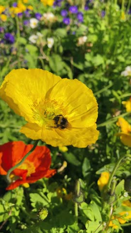 Bee Collecting Nectar on Yellow Poppy Flower in Close-Up