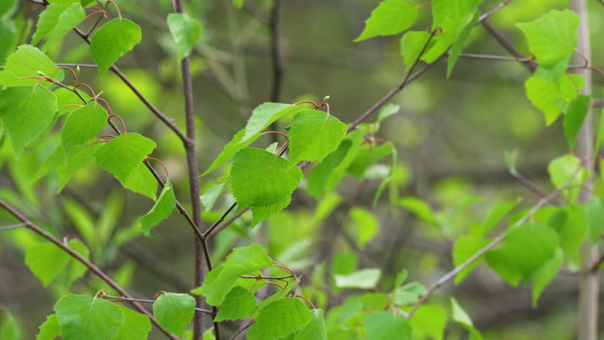 Delicate green leaves of a birch tree (Betula) on slender twigs in spring light. Natural forest shot with a soft blurred background.