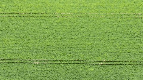 Drone Descending over Dense Green Potato Field